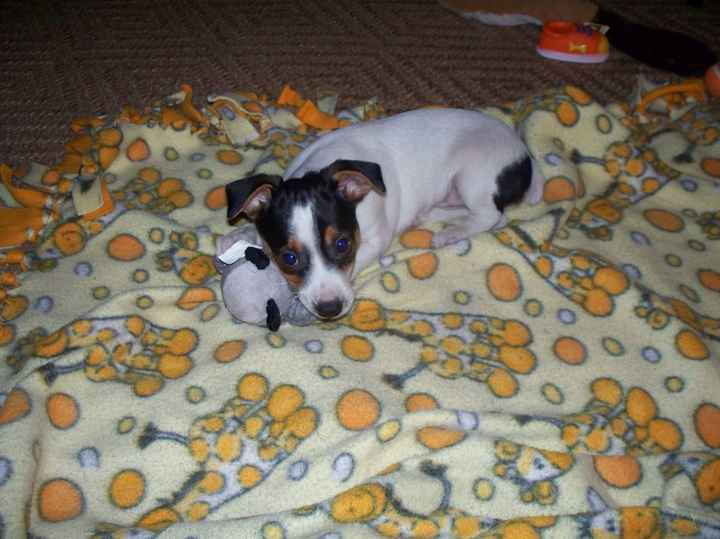 Furbabies then and now