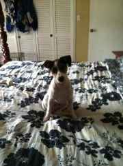 Furbabies then and now