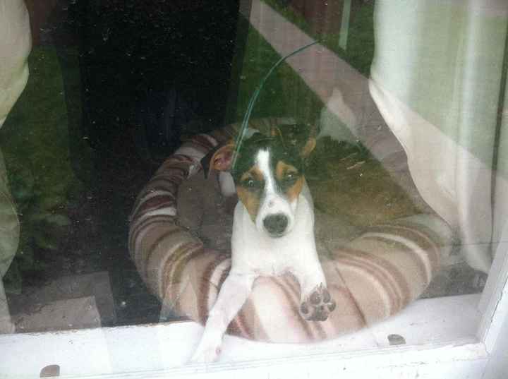 Furbabies then and now