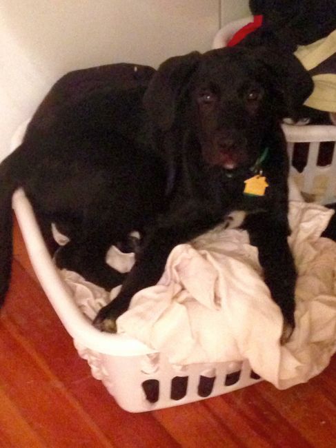 Pets "helping" you make things