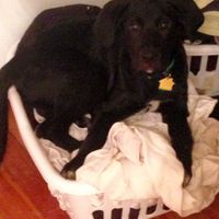 Pets "helping" you make things