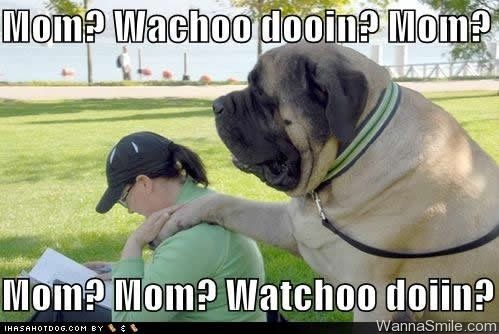 LOL pets!!! Cats and Dogs welcome!