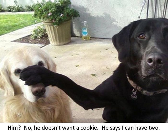 LOL pets!!! Cats and Dogs welcome!