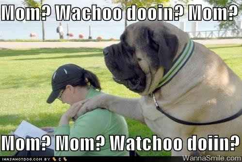 LOL pets!!! Cats and Dogs welcome!