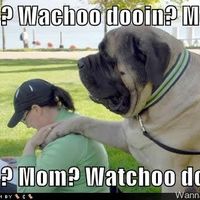 LOL pets!!! Cats and Dogs welcome!