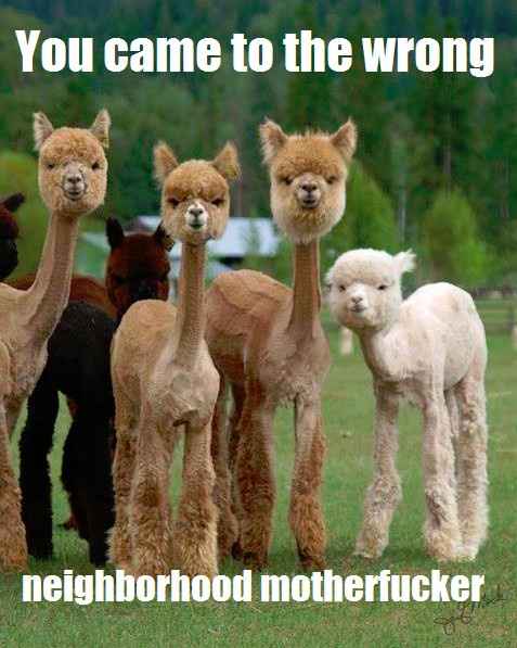 The alpaca thread is gone