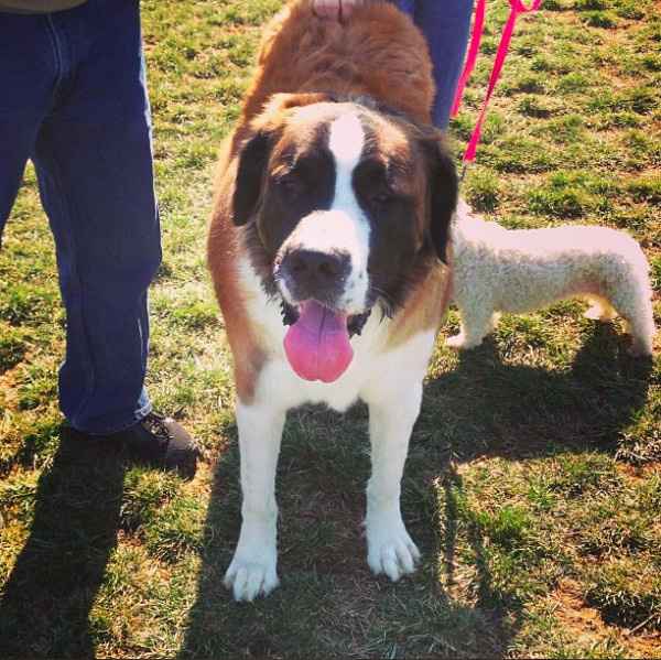 Sick and need cheering up--show me your Fur babies!