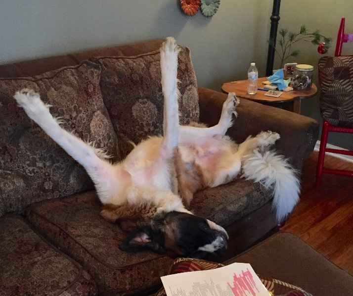 NWR- Does anybody want a dog?