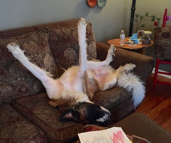 NWR- Does anybody want a dog?