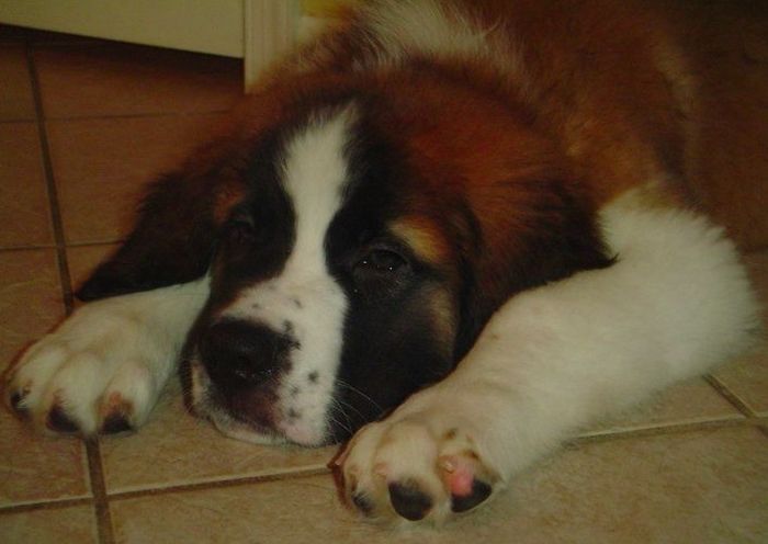 PUPPY FEVER!