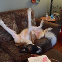 NWR- Does anybody want a dog?