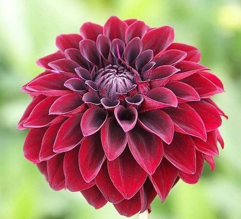 WHO knows their flowers.....I want a Mexican feel!!