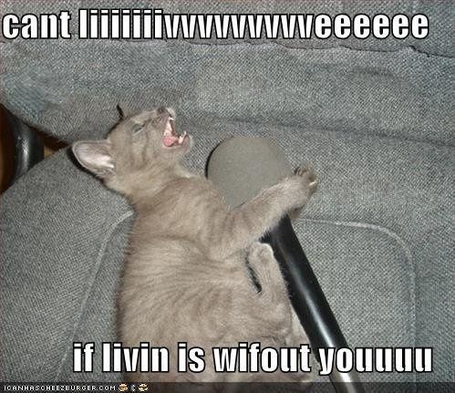 Mrs S ... We need to start another funny Cat thread!