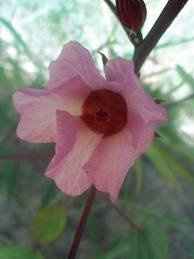 WHO knows their flowers.....I want a Mexican feel!!