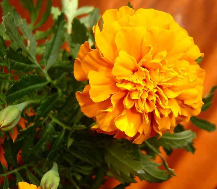 WHO knows their flowers.....I want a Mexican feel!!