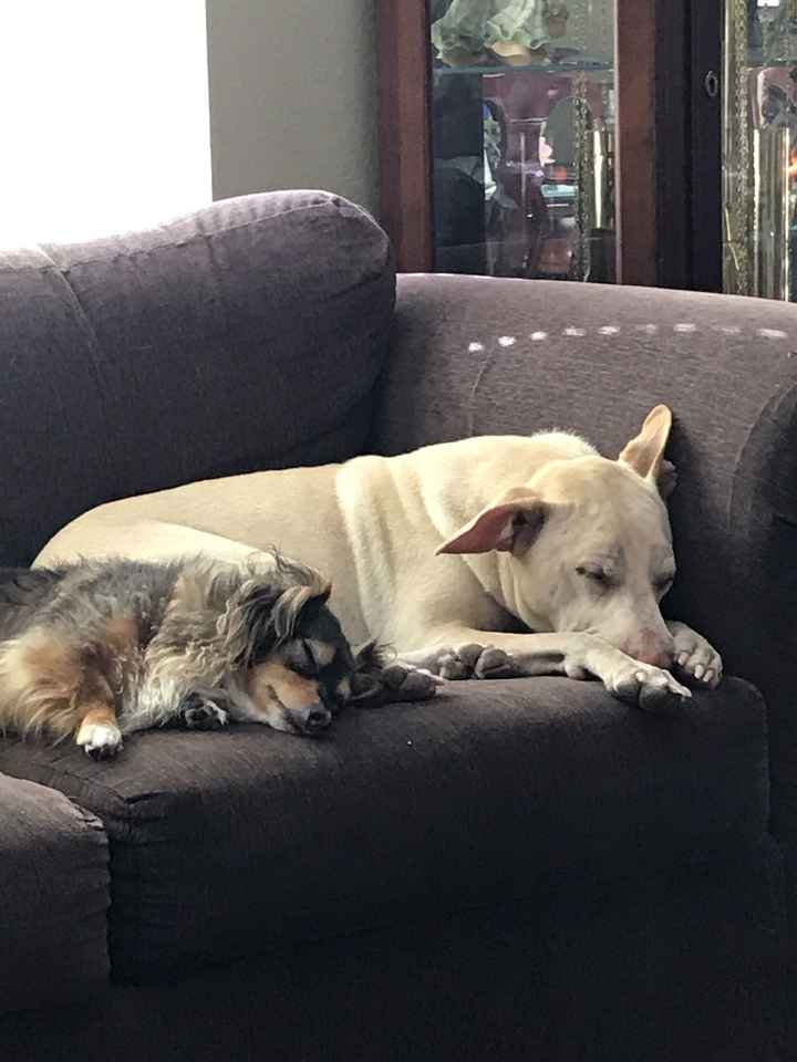 Furbabies?(non wedding post)