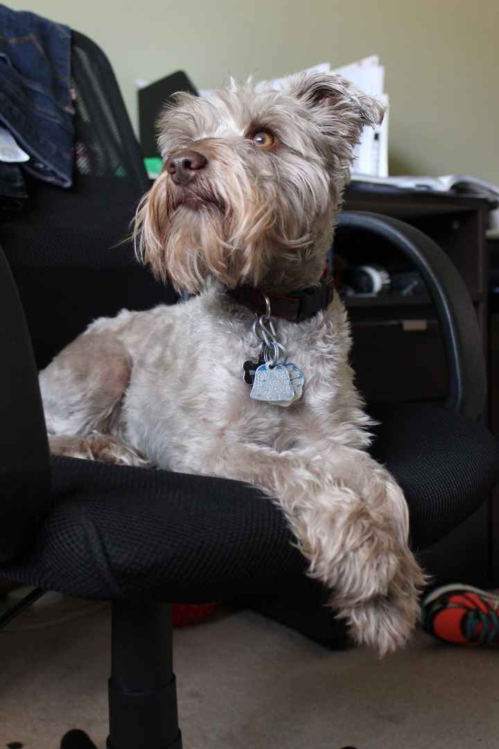 Fur baby friday!