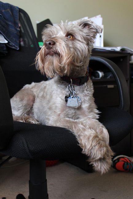 Fur baby friday!