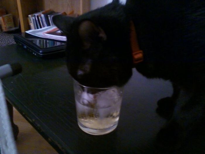 Spinoff - Cat wedding!