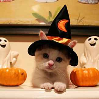 NWR: pets in costumes!!