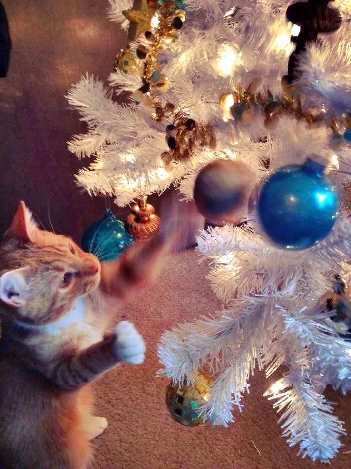 NWR - Alright, who's got their tree up?!