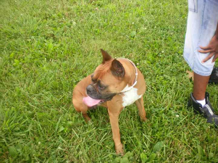 NWR: Any Boxer Dog Owners on WW - Pros & Cons