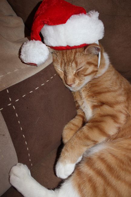 NWR: Pets dressed up for christmas