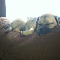 Got a new puppy, lets see a pic of your pets