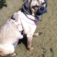 Got a new puppy, lets see a pic of your pets