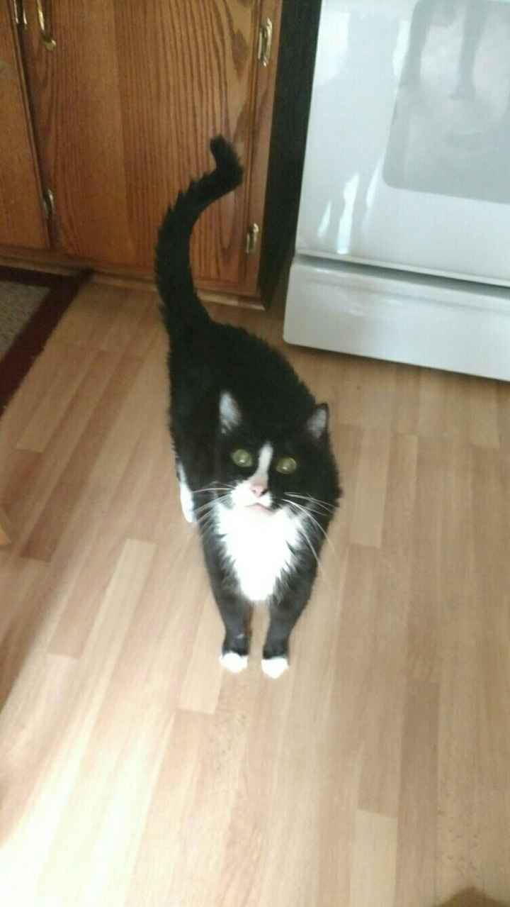 NWR: Name a weird/funny thing your pets do