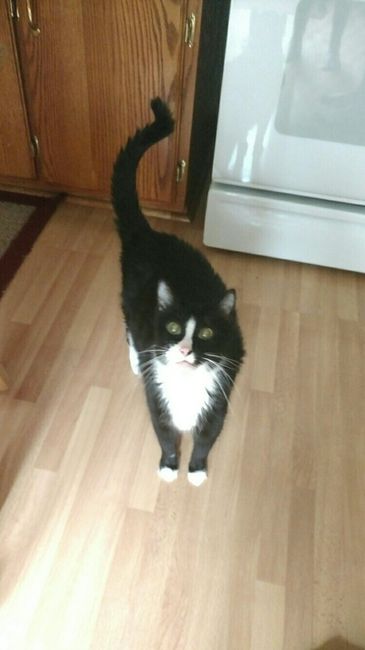 Show my your kitties!