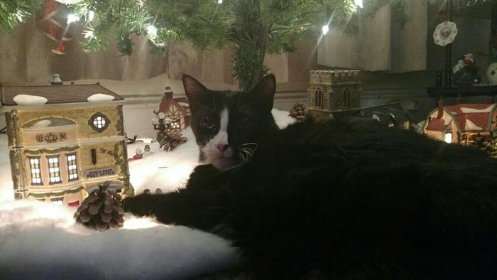 Pet PSA: No Holiday Plants!!!!!