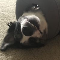 Show me your pup! - 1