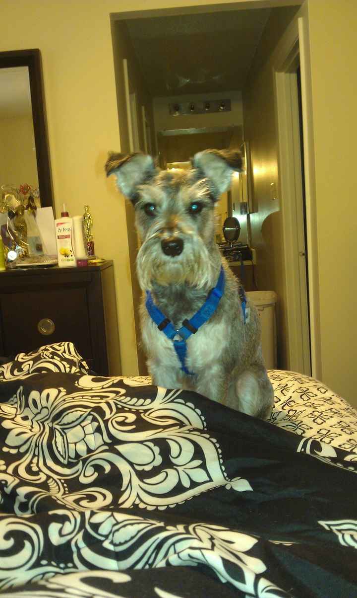 Show me your fur baby! (it has been awhile and I love seeing the pets!)