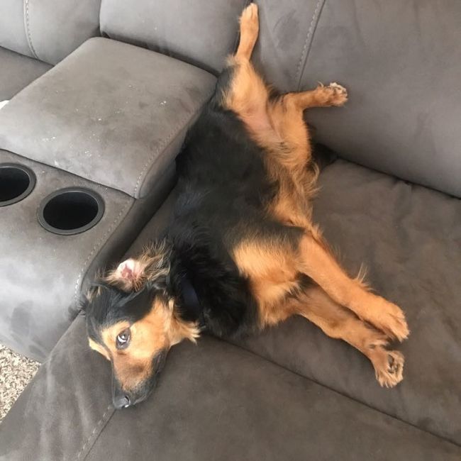 Furbaby pick me up