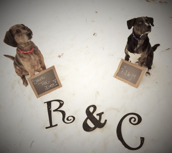 Pets in the STDs