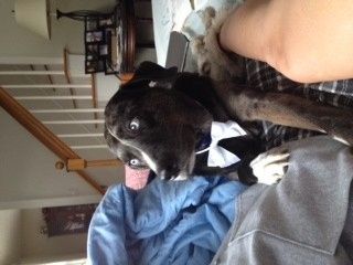 Show me your fur baby! (it has been awhile and I love seeing the pets!)
