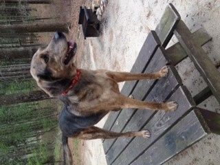 Show me your fur baby! (it has been awhile and I love seeing the pets!)