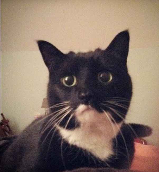 Ring post! Bonus if there’s fur babies involved! - 1