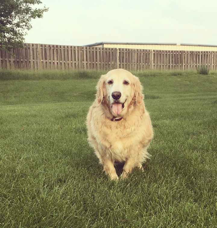Show me your fur babies!