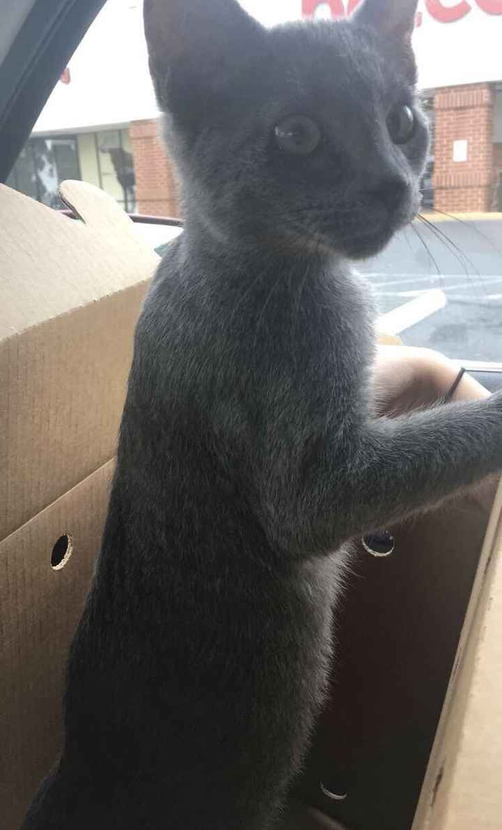 NWR: We adopted a kitten!
