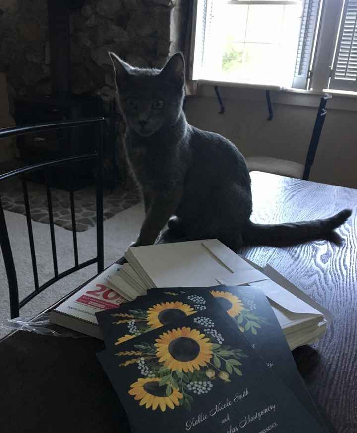 Pets "helping" you make things