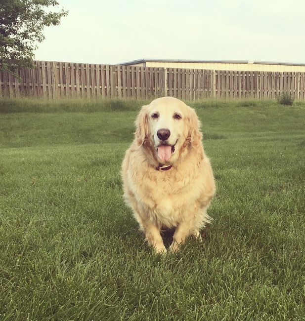Show me your fur babies!