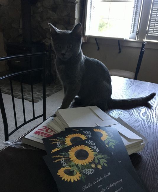 Pets "helping" you make things