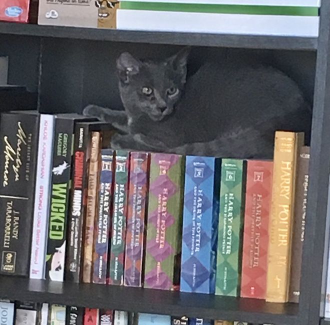 Furbabies?(non wedding post)