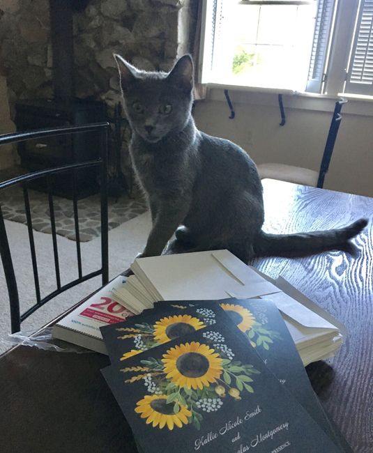 Fur Babies Helping!