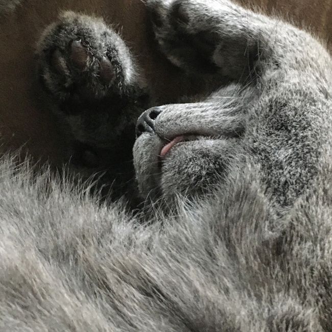 NWR: Silly pictures of your pets