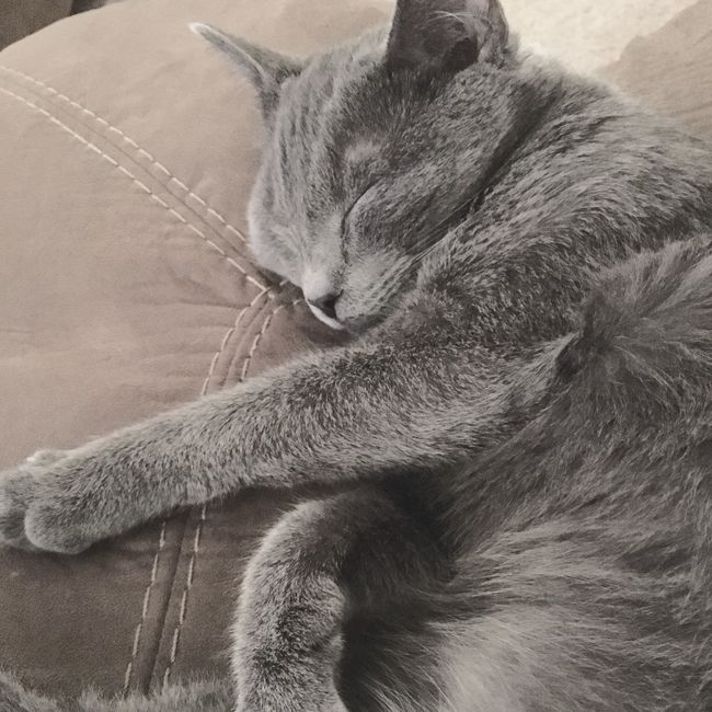 NWR:  Show me your fur babies!
