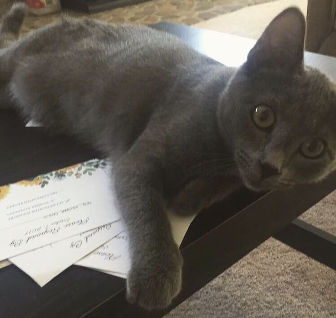 NWR: Show me your fur babies