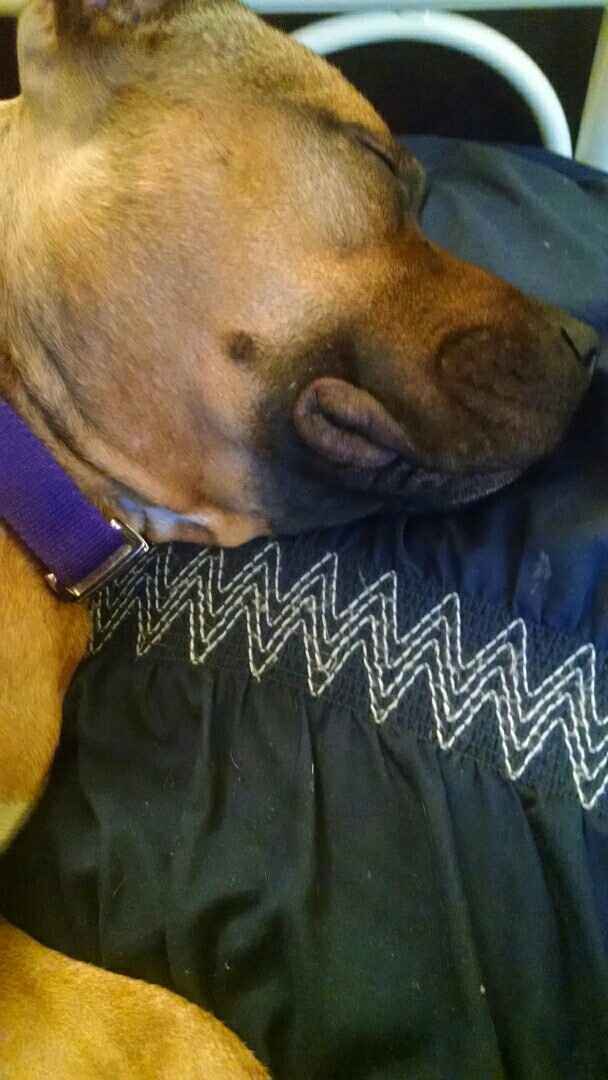 NWR: National Dog Day!